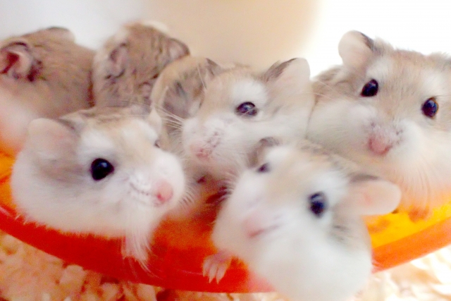 ハムスターの多頭飼い1