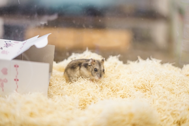 ハムスターの飼い方1週間目