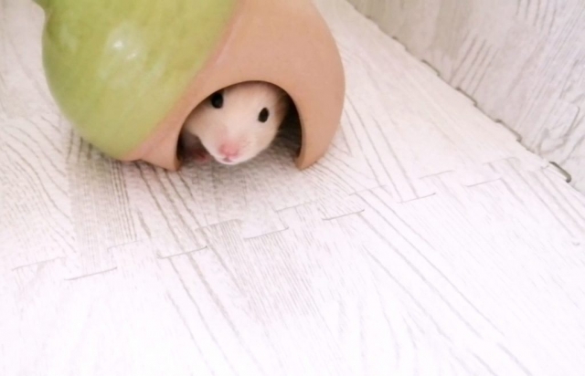 ハムスターと猫5