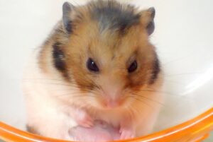 ハムスターゴールデン4