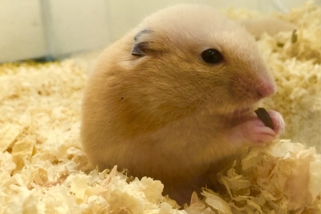 ハムスターが共食いする1